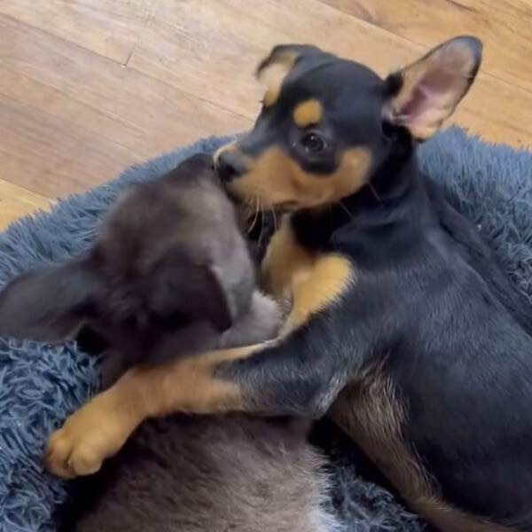 Adorable friendship of a puppy and kangaroo in Australia