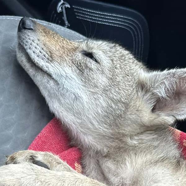 Adorable friendship of a puppy and kangaroo in Australia