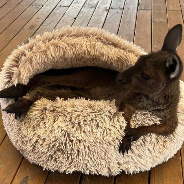 Adorable friendship of a puppy and kangaroo in Australia
