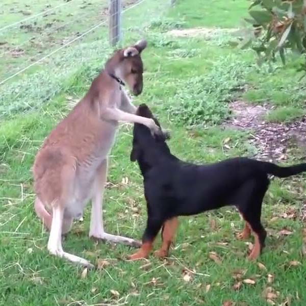 Adorable friendship of a puppy and kangaroo in Australia