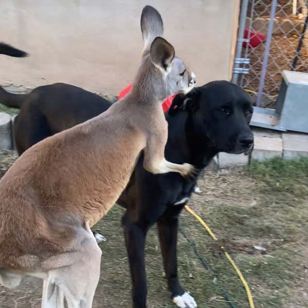 Adorable friendship of a puppy and kangaroo in Australia