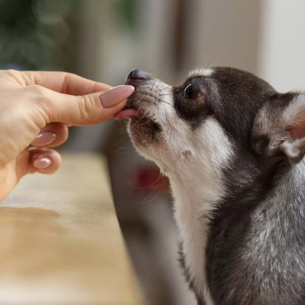 Adorable friendship of a puppy and kangaroo in Australia