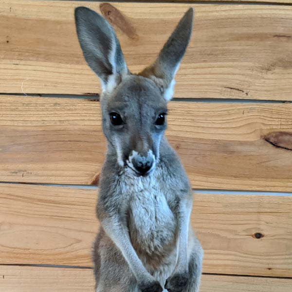 Adorable friendship of a puppy and kangaroo in Australia