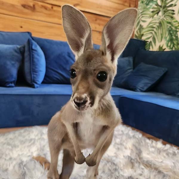 Adorable friendship of a puppy and kangaroo in Australia