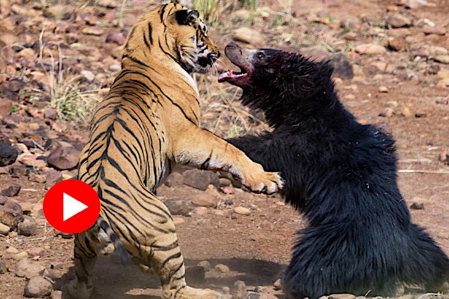 Bear fights and scars tiger to save its cub video goes viral