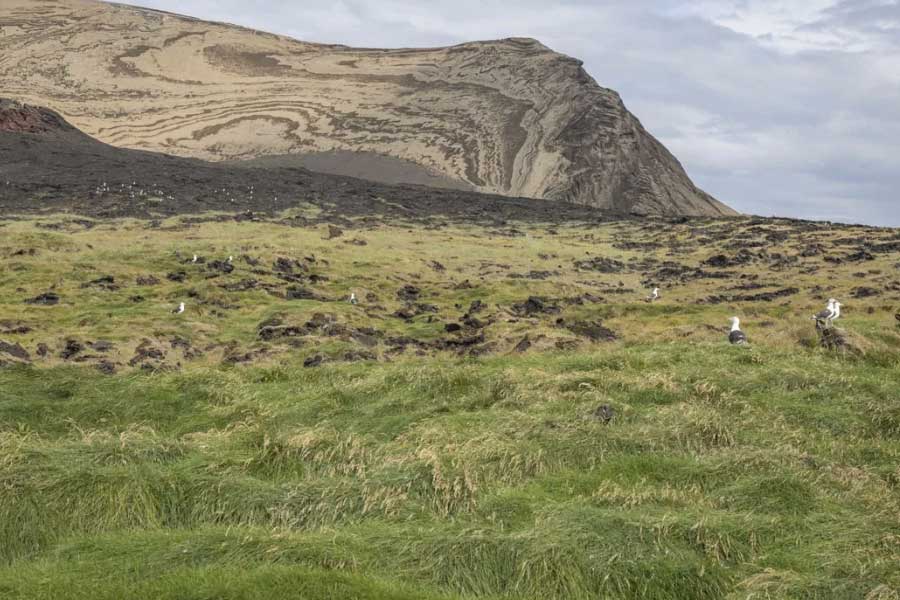 Mystery of Surtsey the volcanic island and the suspicious plant 