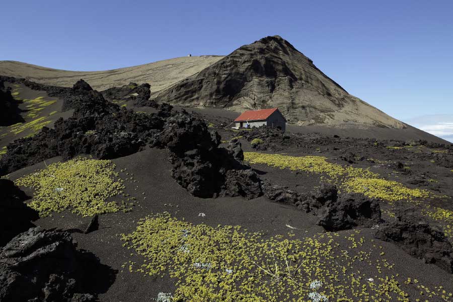 Mystery of Surtsey the volcanic island and the suspicious plant 