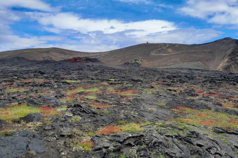 Mystery of Surtsey the volcanic island and the suspicious plant 