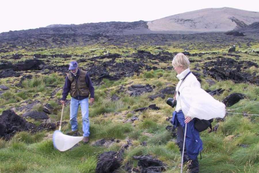 Mystery of Surtsey the volcanic island and the suspicious plant 