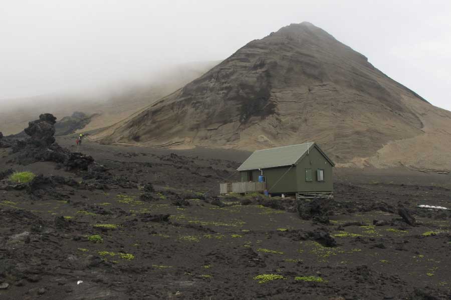 Mystery of Surtsey the volcanic island and the suspicious plant 