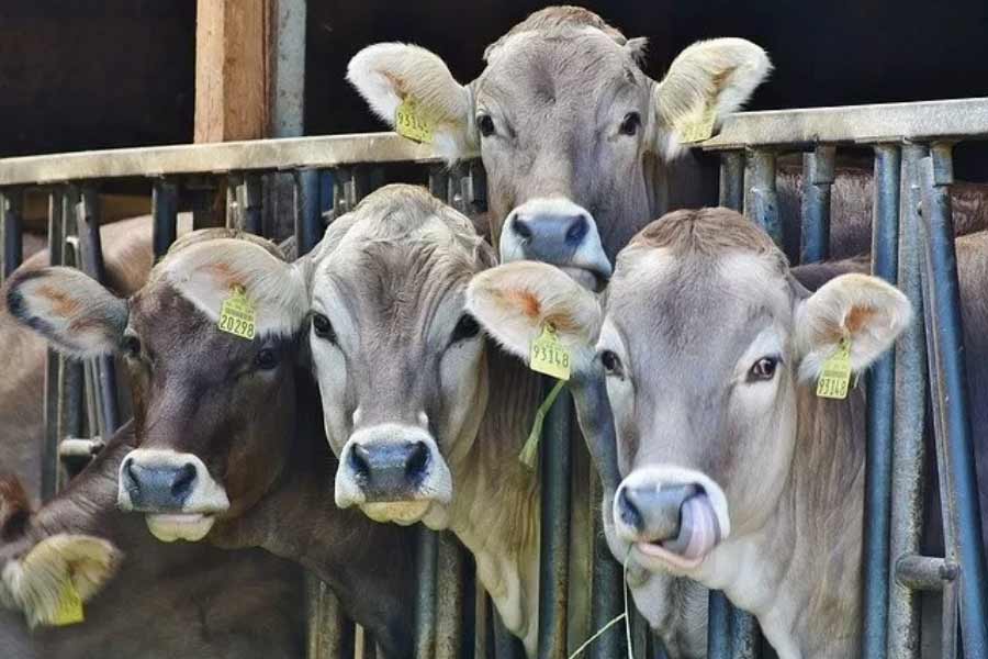 India secret bio fuel know the details 