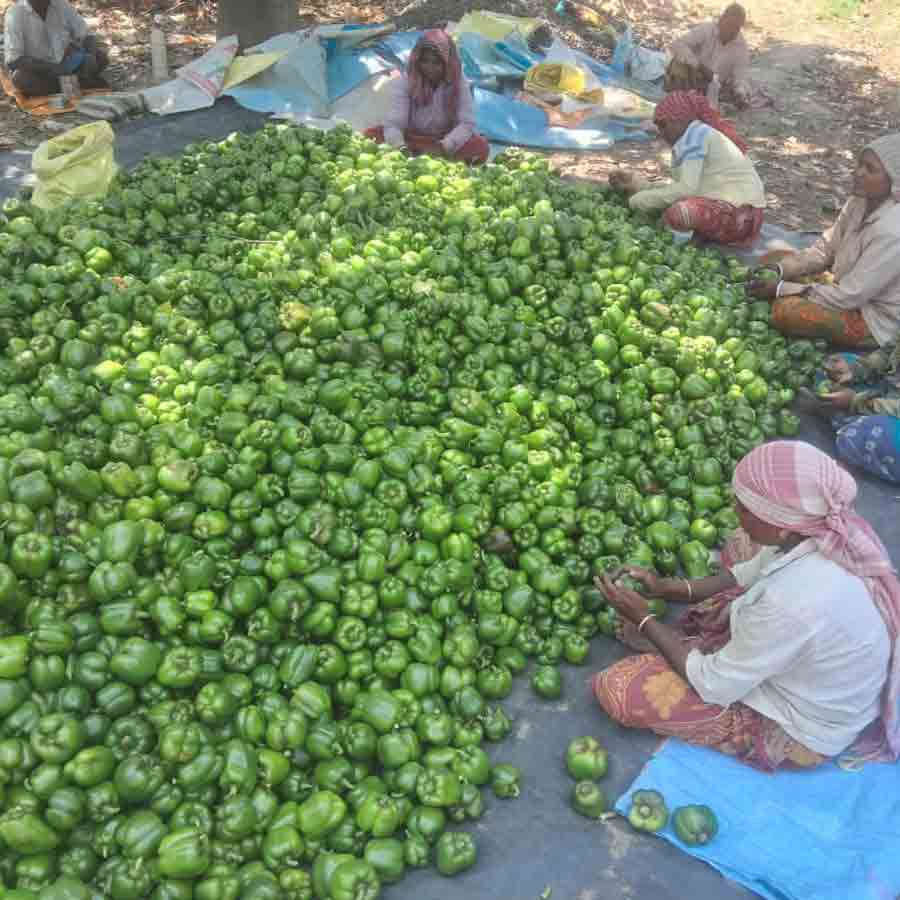 জমি থেকে ক্যাপসিকাম তুলে মজুত করছেন চাষিরা।