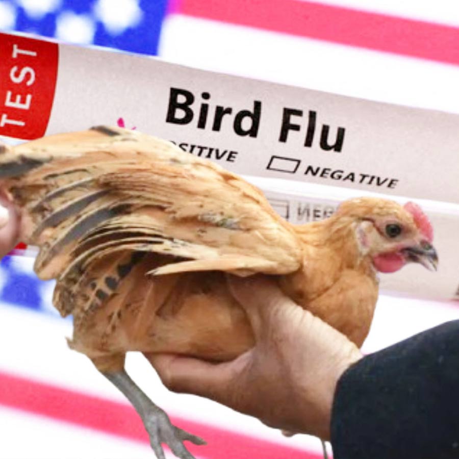 First Bird Flu death in India, two year old girl died of H5N1, how dangerous for Human