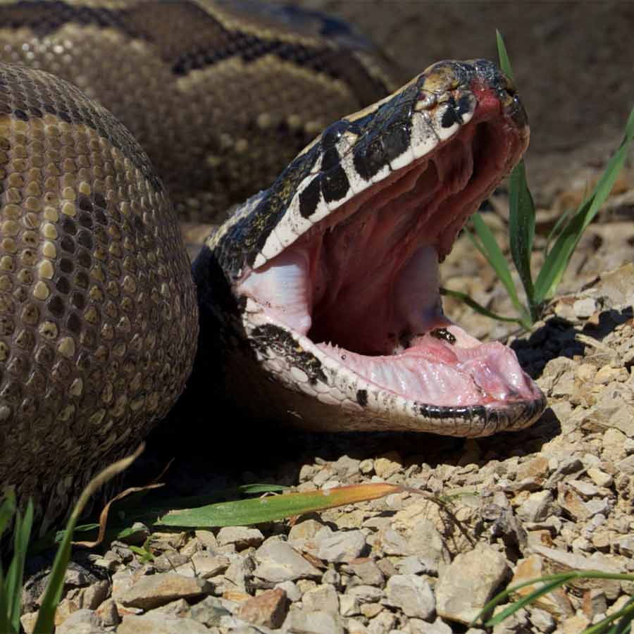 Man eater snake