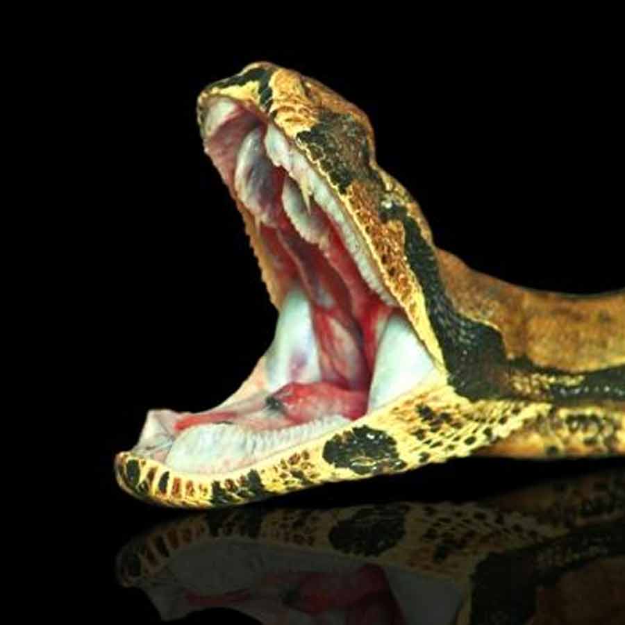 Man eater snake