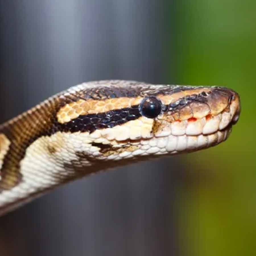 Man eater snake