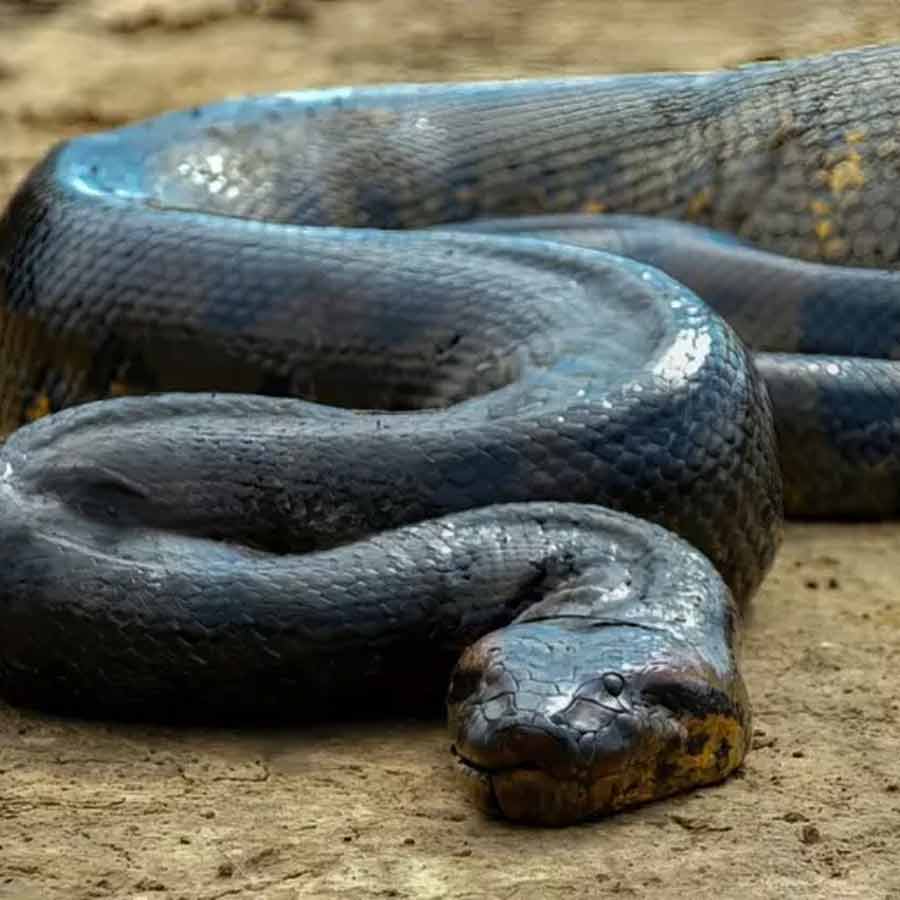 Man eater snake