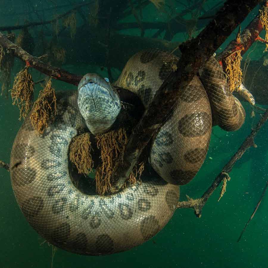 Man eater snake