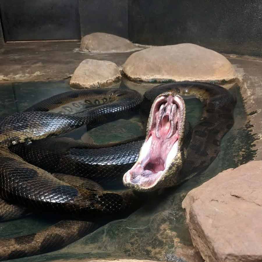 Man eater snake
