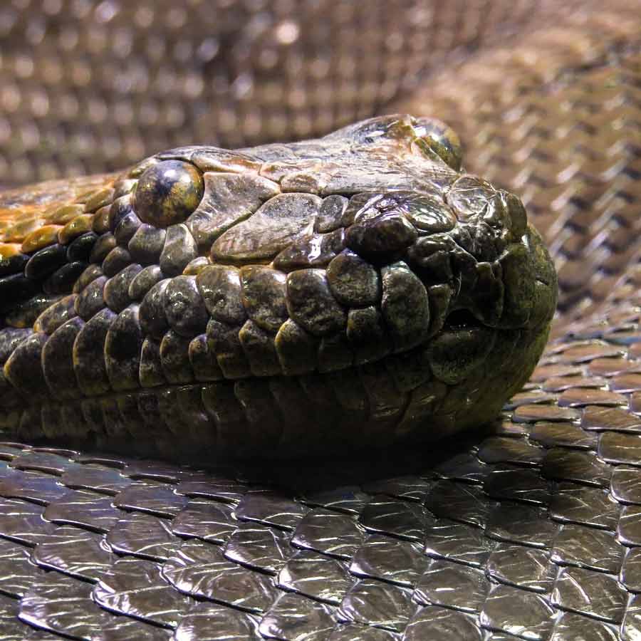 Man eater snake