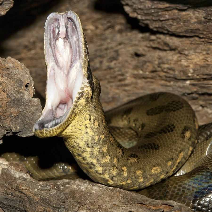 Man eater snake