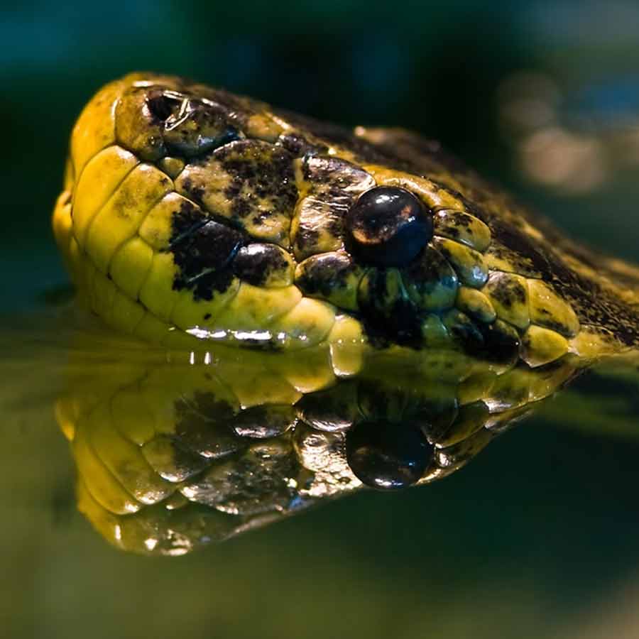 Man eater snake