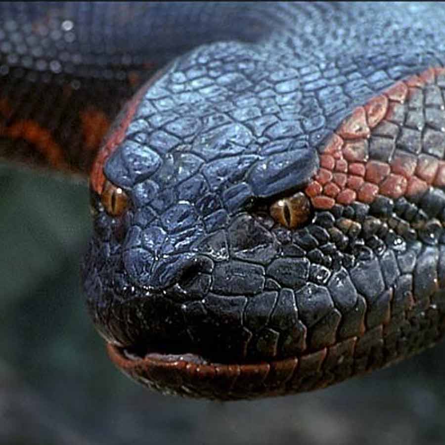 Man eater snake