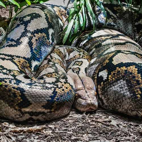 Man eater snake