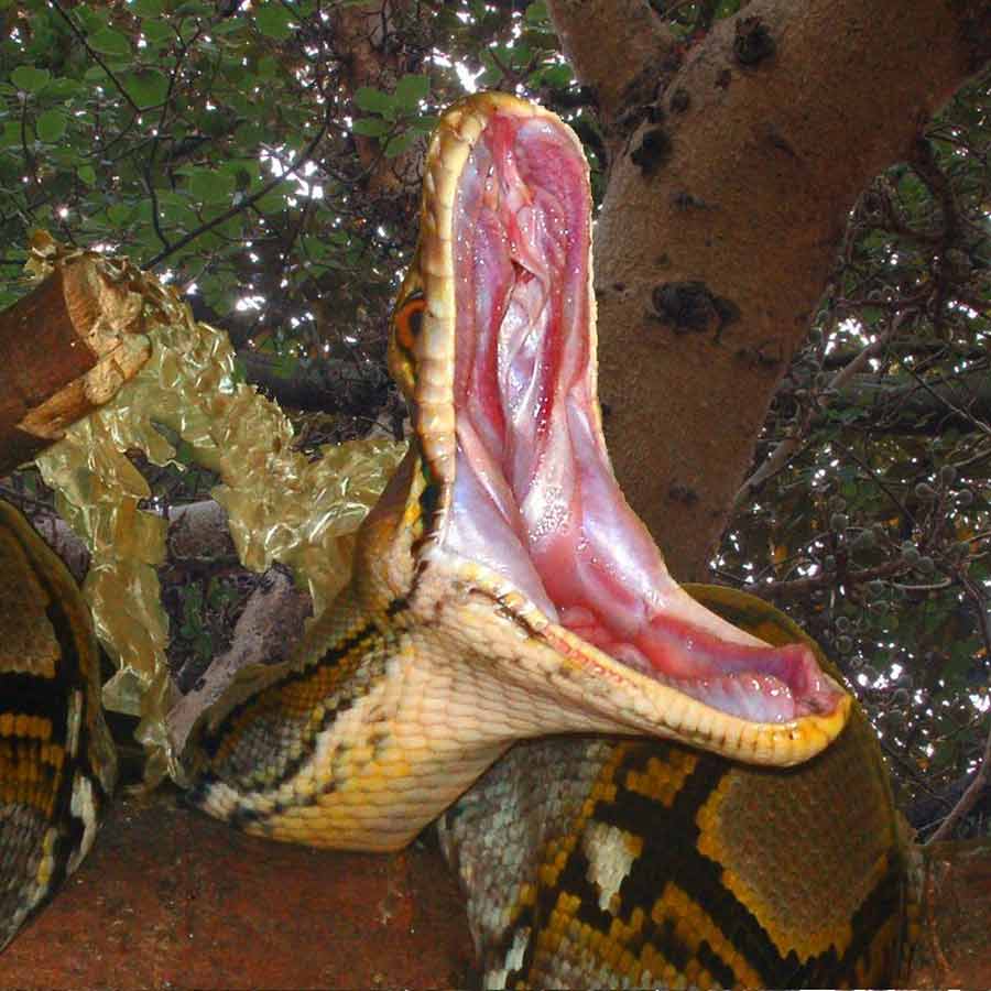 Man eater snake