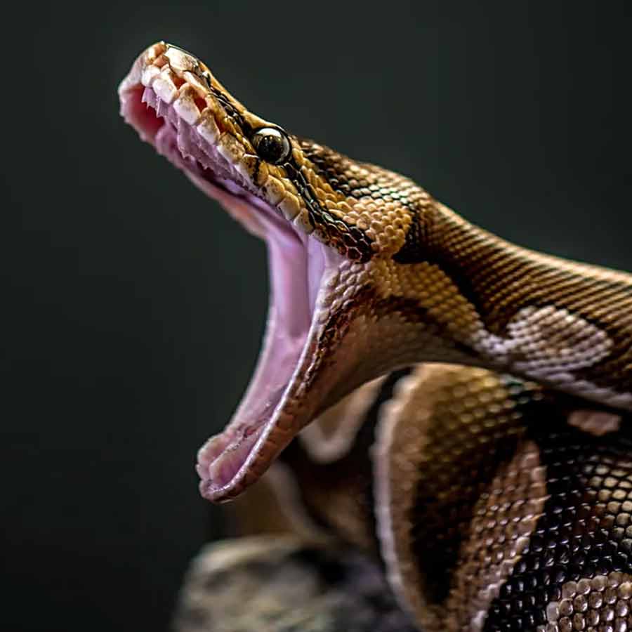 Man eater snake