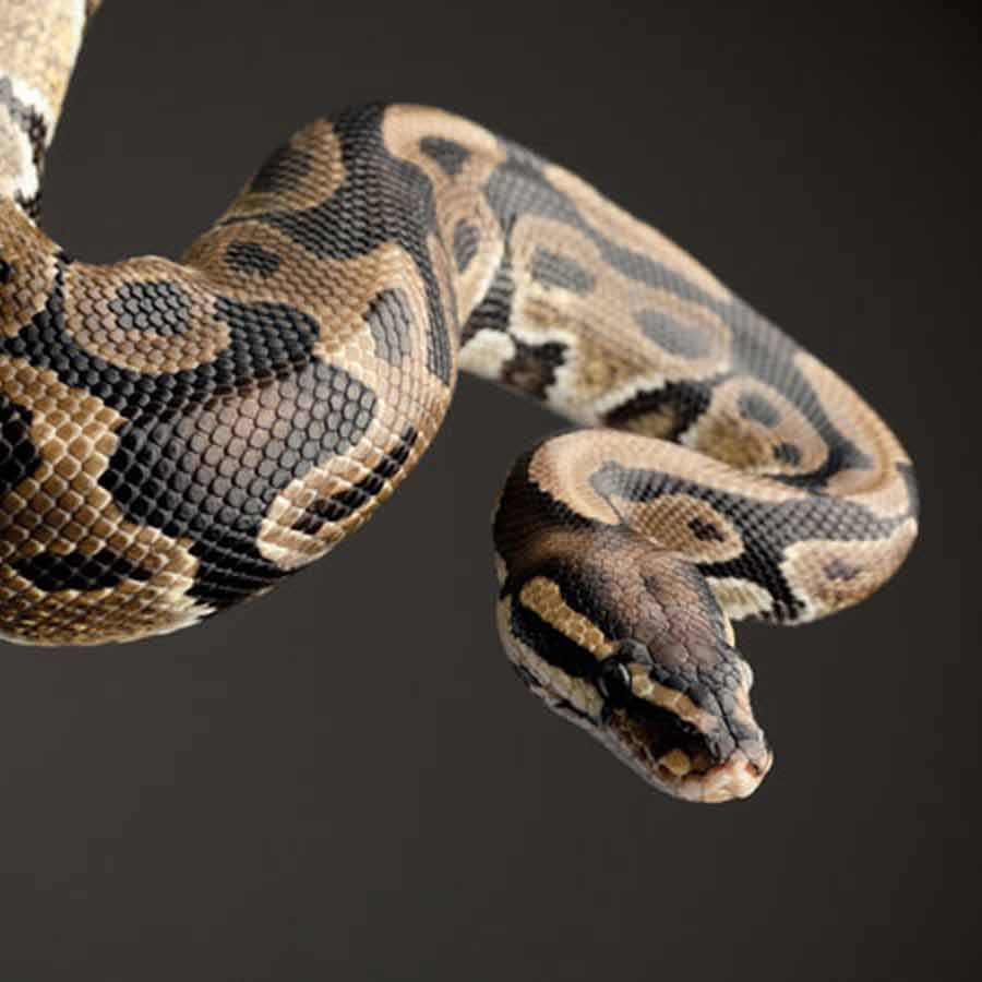 Man eater snake