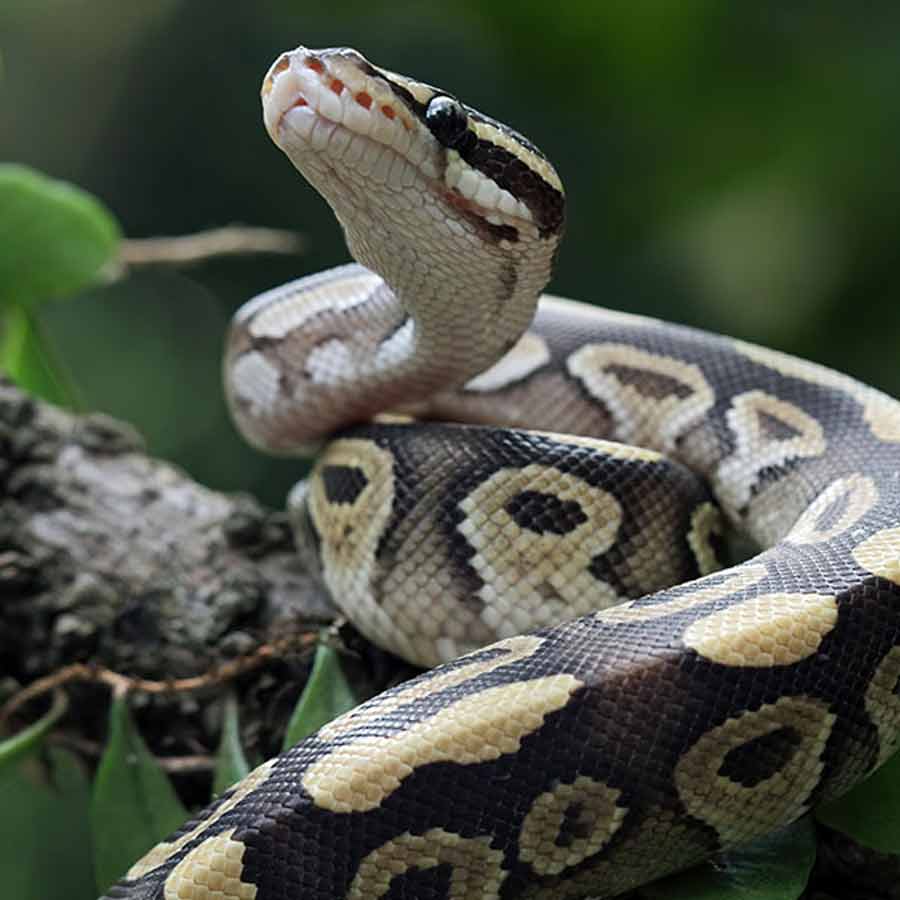 Man eater snake