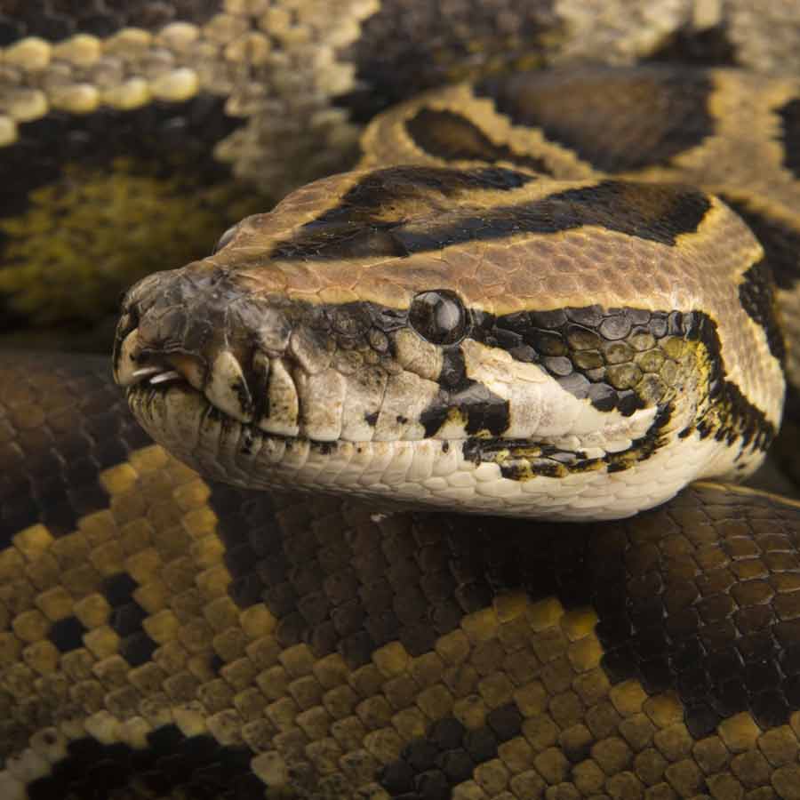 Man eater snake