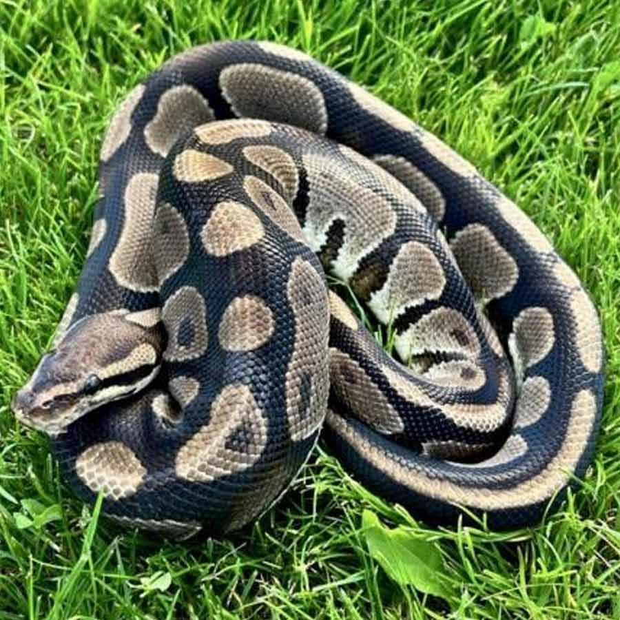 Man eater snake
