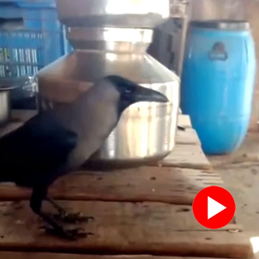 Video of crow talking like human goes viral