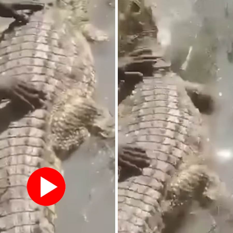 Video of man irritates crocodile by pulling tail, what happens next will shock everyone