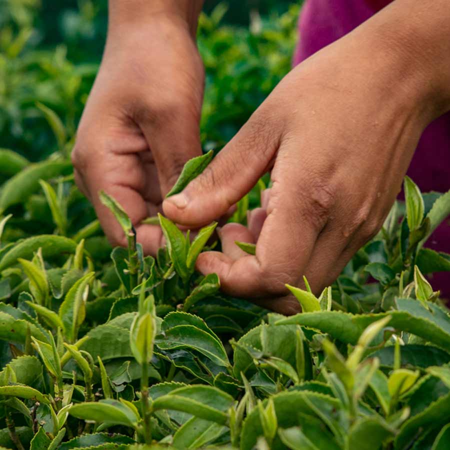 What India export to Pakistan and China 