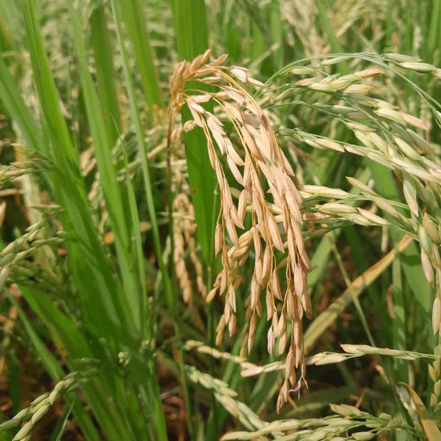 Questions rising regarding meeting the target of Buying rice