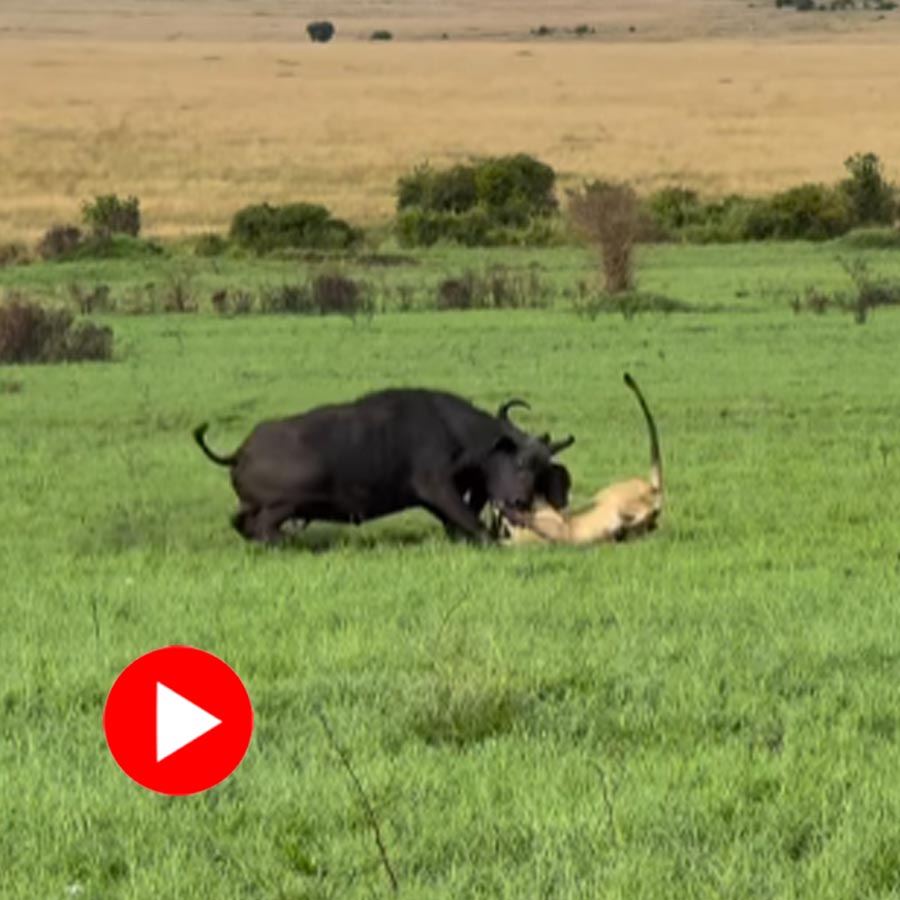 Video of lion and buffalo goes viral dgtl