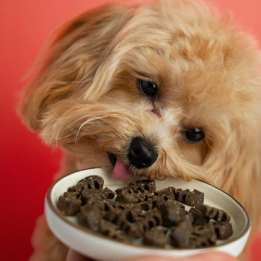 How do you know your puppy is over feeding dgtl