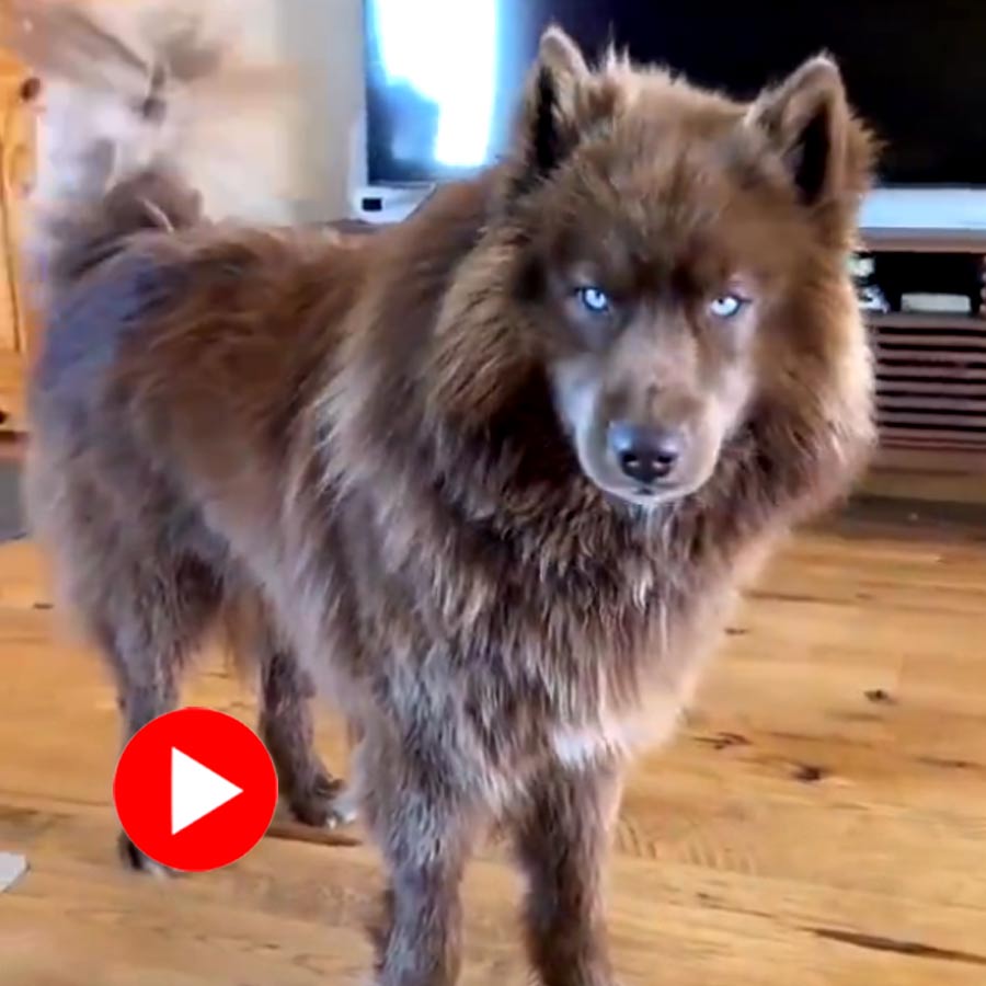 blue eyed brown dog