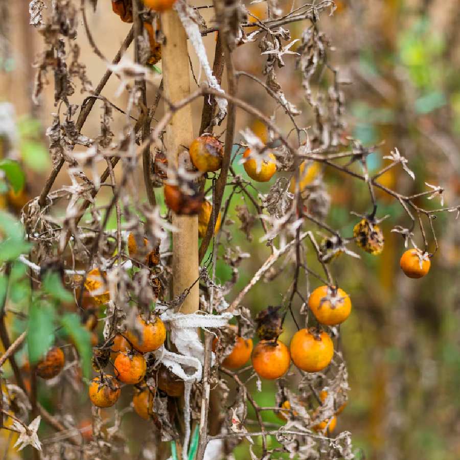 How to prevent plants from drying in this summer dgtl