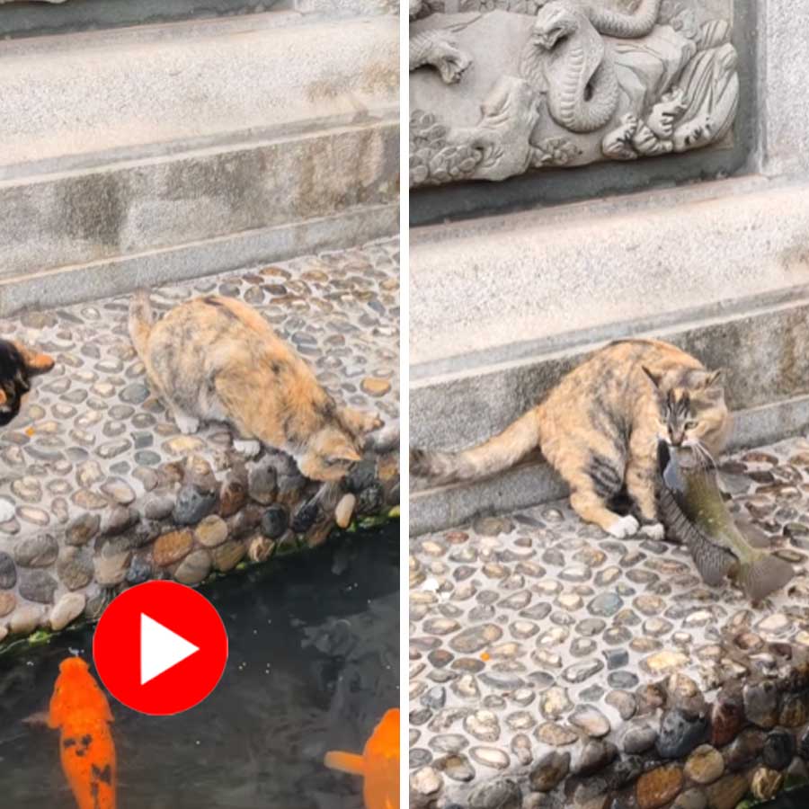 Video of a cat catching a fish from pond dgtl