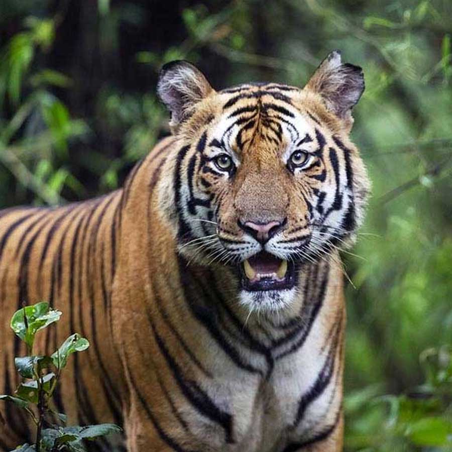 সুন্দরবনে বাঘের কামড়ে মৃত তিন জনের পরিবারকে  ক্ষতিপূরণ দেওয়ার নির্দেশ কলকাতা হাই কোর্টের।