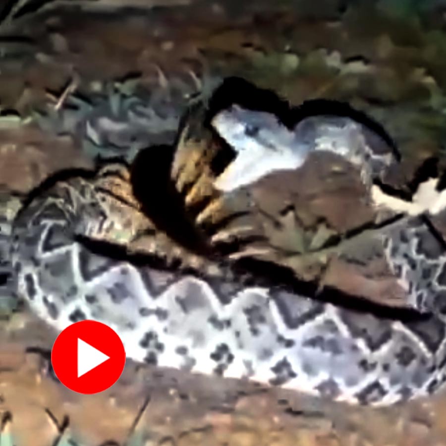 fight between a centipede and s snake