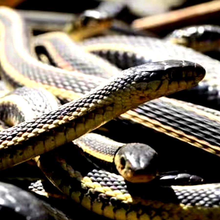 Narcisse a city of Canada known as the honeymoon destination for snake’s 