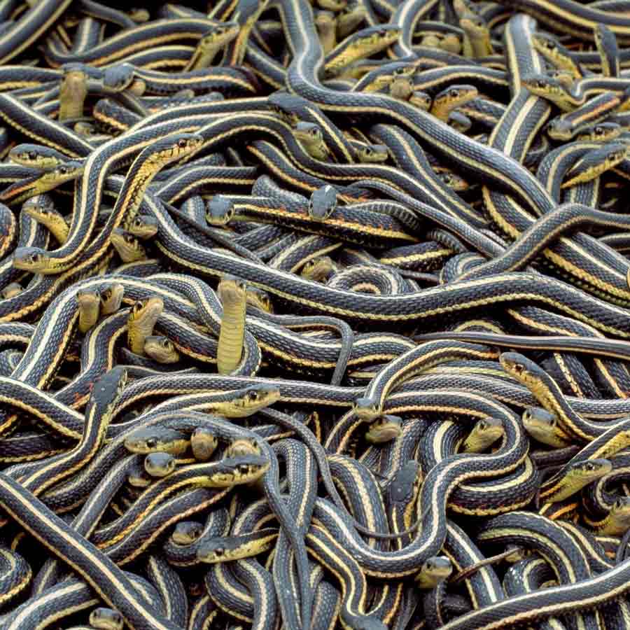 Narcisse a city of Canada known as the honeymoon destination for snake’s 