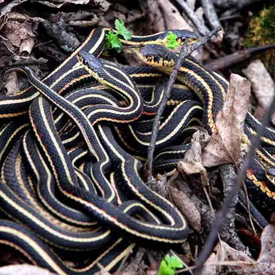 Narcisse a city of Canada known as the honeymoon destination for snake’s 