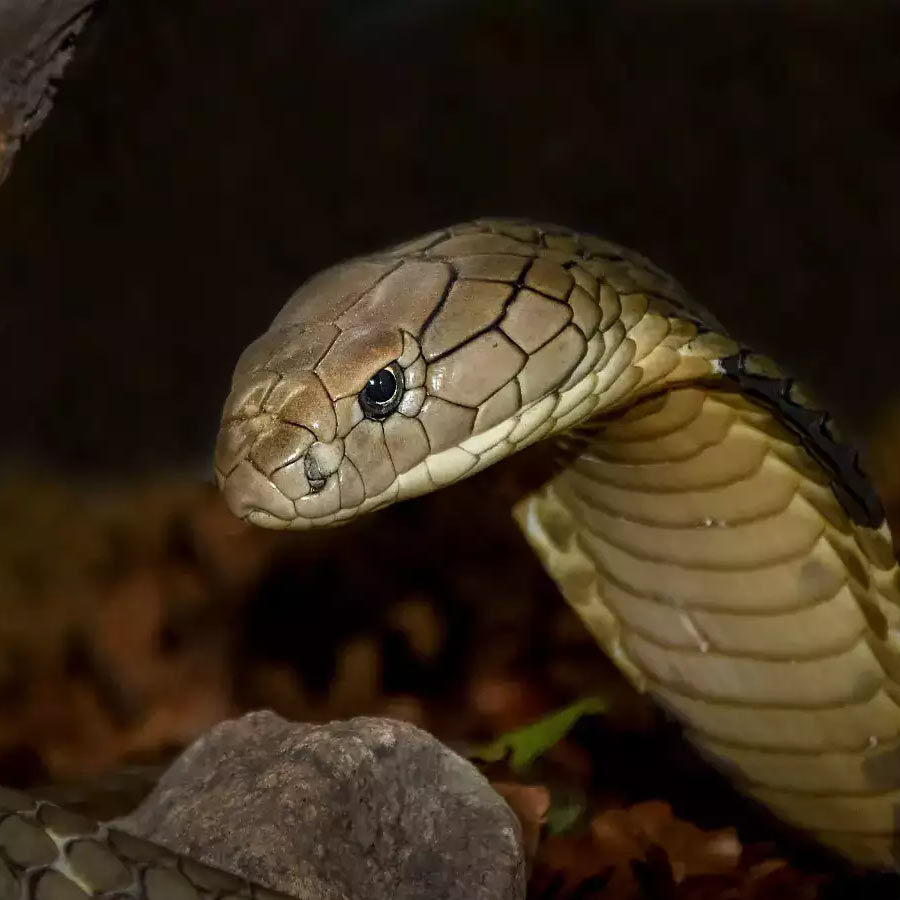 Narcisse a city of Canada known as the honeymoon destination for snake’s 