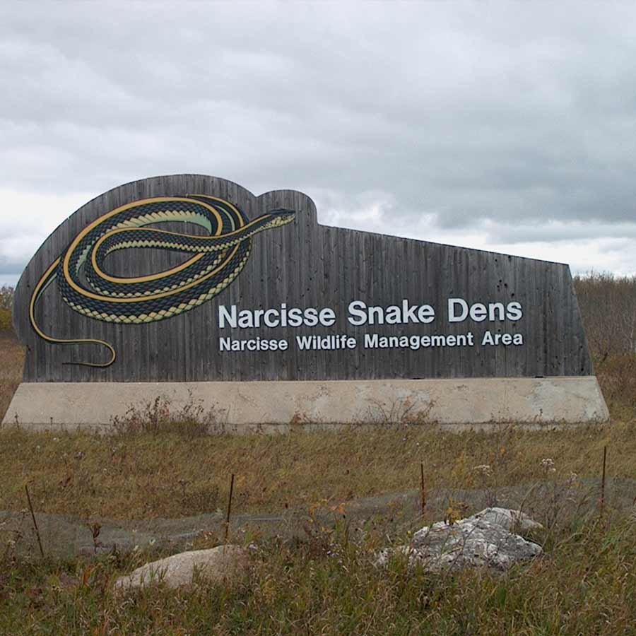 Narcisse a city of Canada known as the honeymoon destination for snake’s 